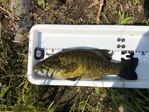 スモールマウスバスの釣果