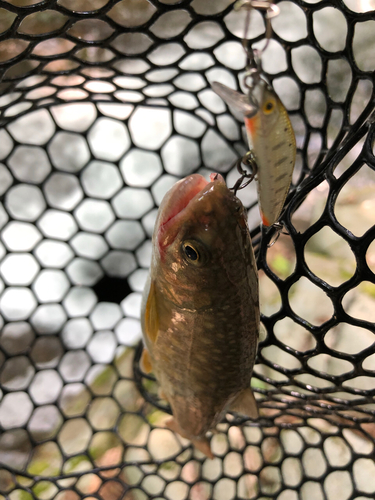 イワナの釣果