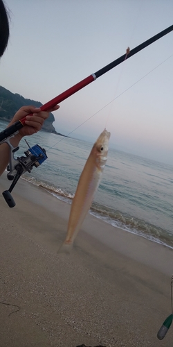 シロギスの釣果