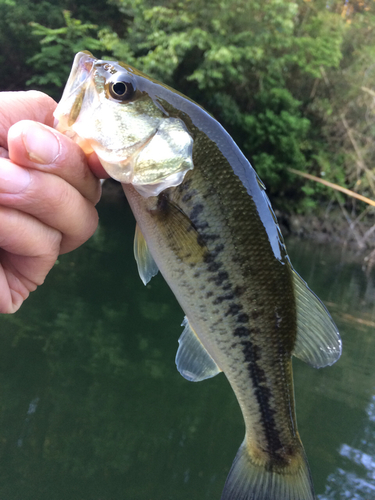 ラージマウスバスの釣果