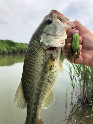 ブラックバスの釣果