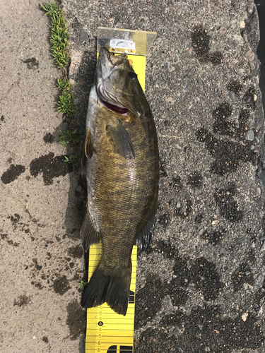 スモールマウスバスの釣果