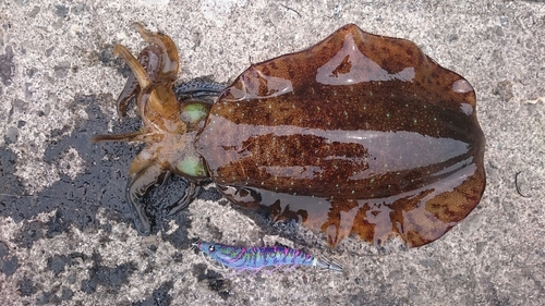 アオリイカの釣果