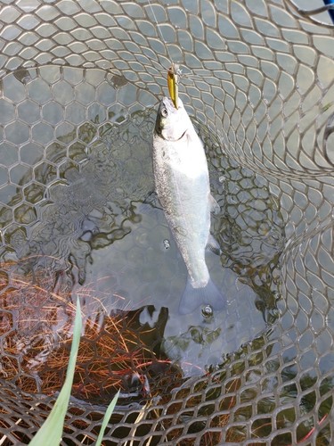 ホウライマスの釣果