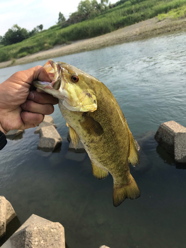 スモールマウスバスの釣果