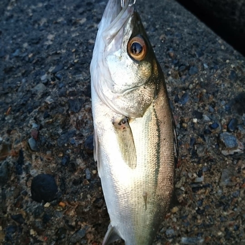 セイゴ（タイリクスズキ）の釣果