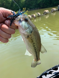 ブラックバスの釣果