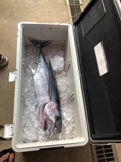 ビンチョウマグロの釣果