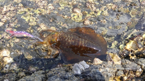 アオリイカの釣果