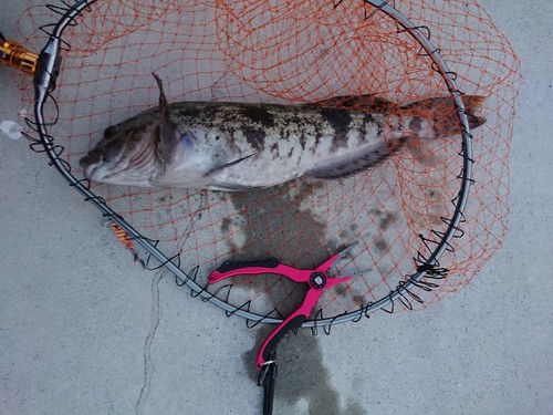 アイナメの釣果