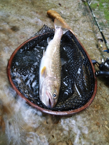 イワナの釣果