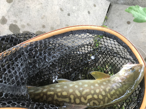 アメマスの釣果