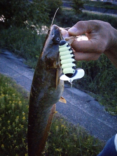 ナマズの釣果