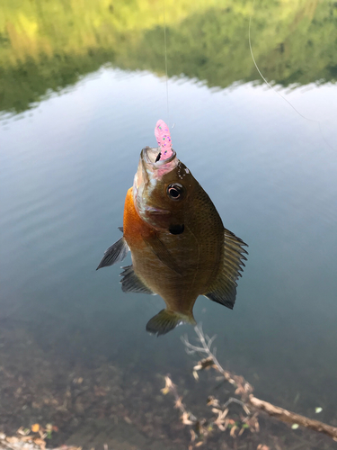 ブルーギルの釣果