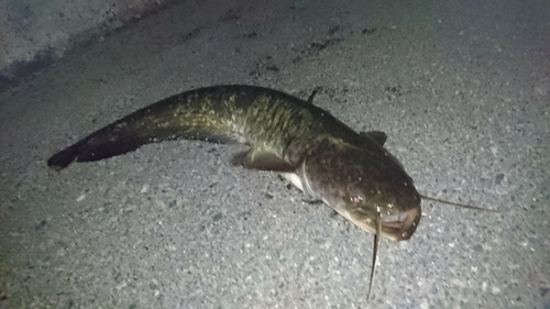 ナマズの釣果