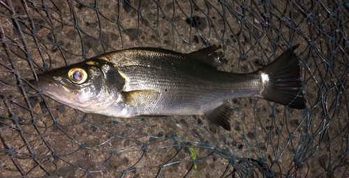 ヒラスズキの釣果