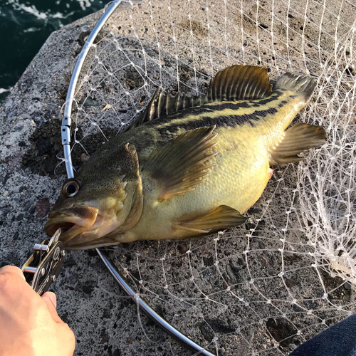 シマゾイの釣果