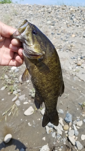 スモールマウスバスの釣果