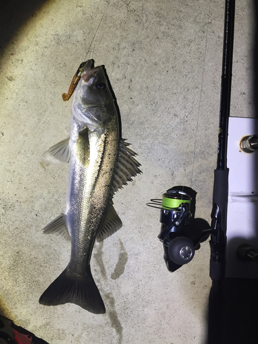 シーバスの釣果