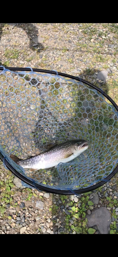 イワナの釣果