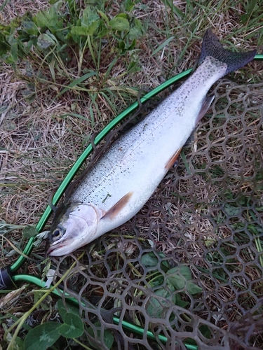 ニジマスの釣果