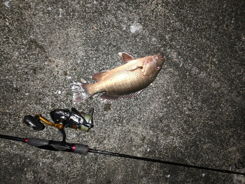 フエダイの釣果