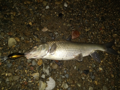 ニゴイの釣果