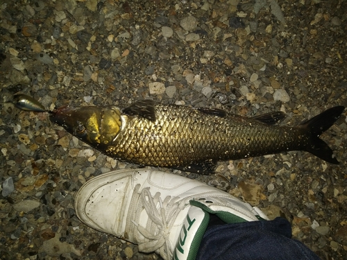 ニゴイの釣果