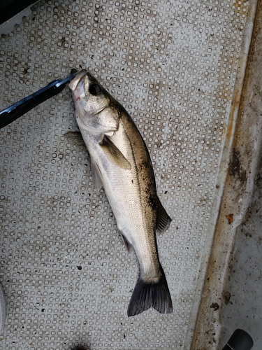 マルスズキの釣果