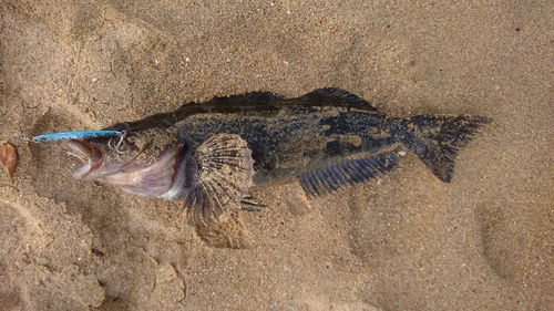 アイナメの釣果