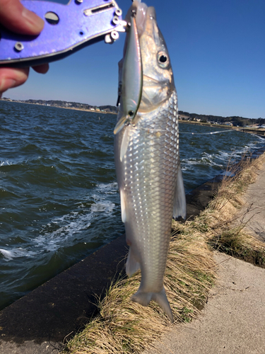 ニゴイの釣果