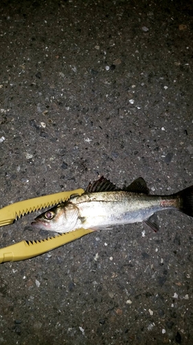 セイゴ（マルスズキ）の釣果