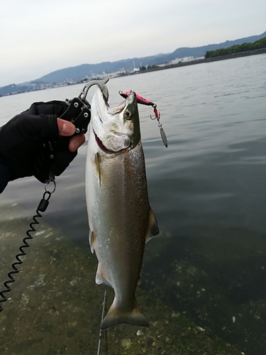 サツキマスの釣果