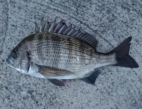 クロダイの釣果