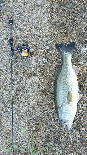 ラージマウスバスの釣果