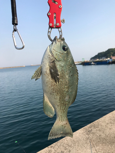 メジナの釣果