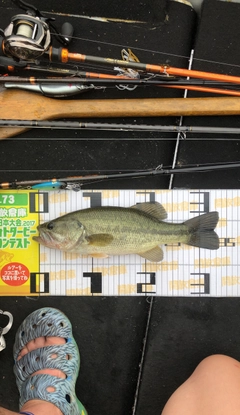 ブラックバスの釣果