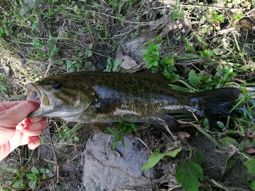 スモールマウスバスの釣果