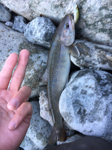 イワナの釣果