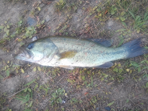 ラージマウスバスの釣果