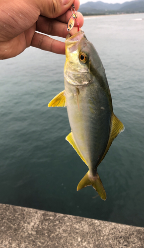 ネリゴの釣果