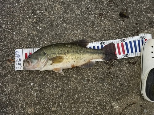 ブラックバスの釣果