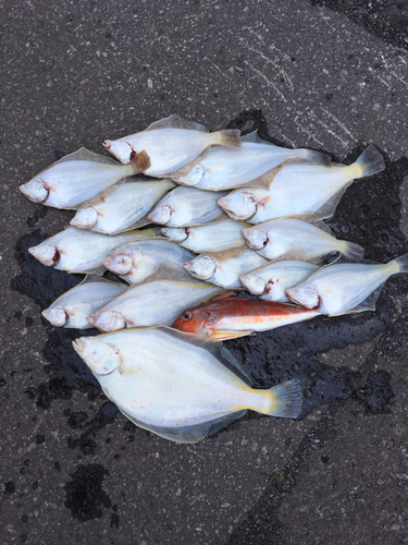 カレイの釣果