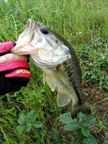 ブラックバスの釣果