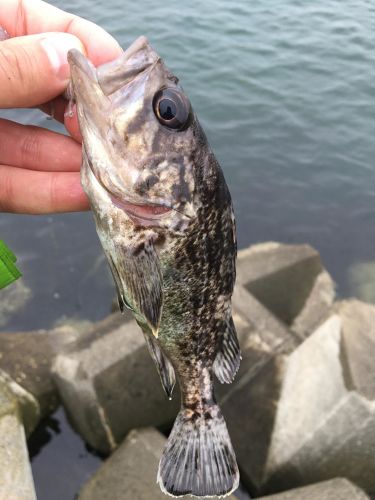 クロソイの釣果