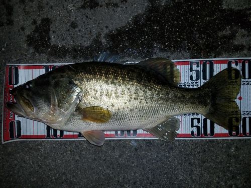 ブラックバスの釣果