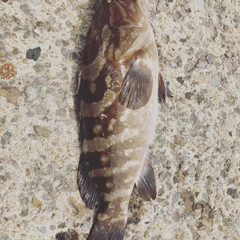 アラの釣果