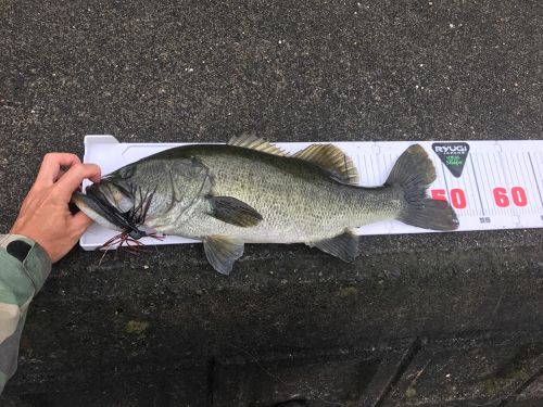 ブラックバスの釣果