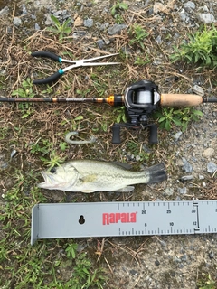 ブラックバスの釣果