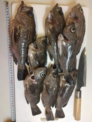 メバルの釣果